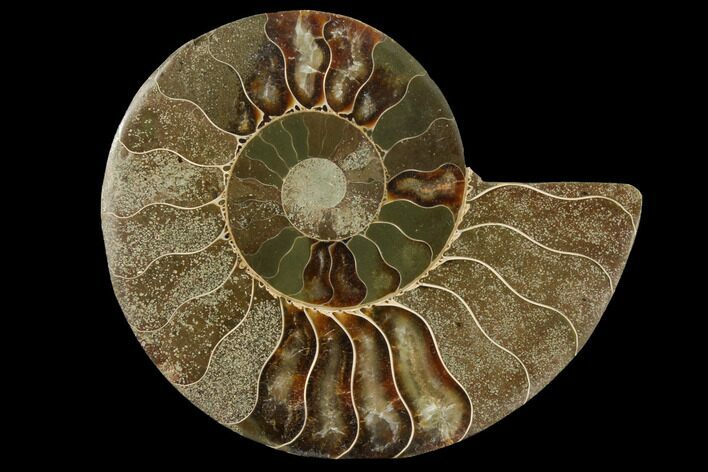Bargain, Agatized Ammonite Fossil (Half) #111510